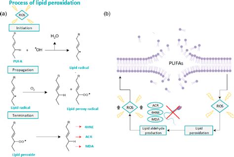 Lipid peroxidation (a) The lipid peroxidation cascade explained in ...