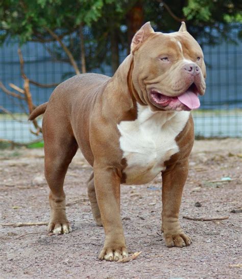 LIONPRIDEBULLY Flying Pitbull Chiot puppy puppies American bully XL XXL ...
