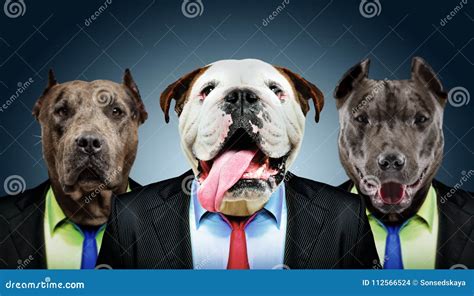 Portrait of Three Business Dogs Stock Photo - Image of camera, human ...