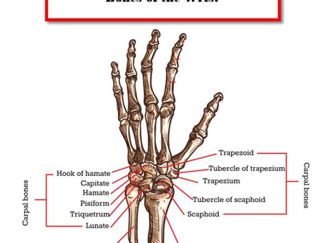 Wrist Anatomy