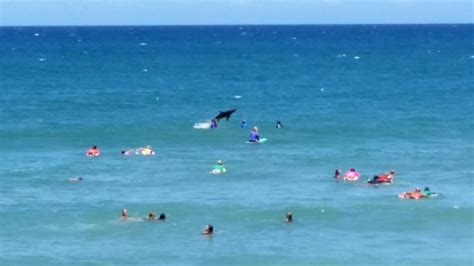 Surfer killed after both legs torn off in Australia shark attack | CTV News