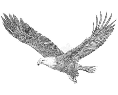 How To Draw An Eagle Flying Step By Step