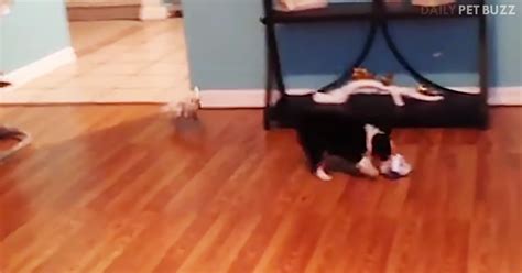 Cockatoo Chases Tiny Puppy In Circles Through The House In This Laugh ...