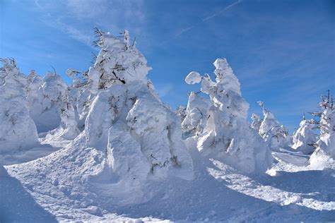 Zao Onsen : Meet the Snow Monsters at Zao Onsen Ski Resort!