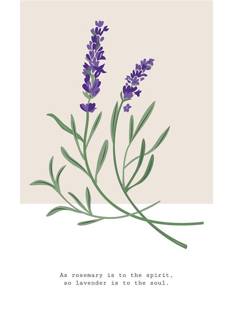 Lavender - Poster – Murellos