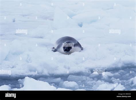 HOODED SEAL PUP, GULF OF SAINT LAWRENCE, CANADA Stock Photo - Alamy