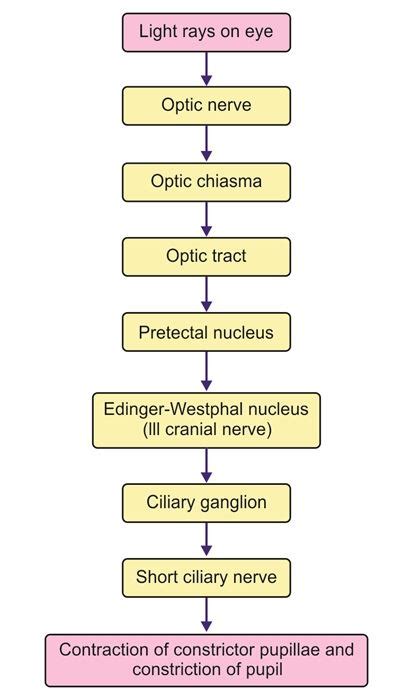 Kinematik forpligtelse pensum light reflex pathway flowchart Vænne sig ...