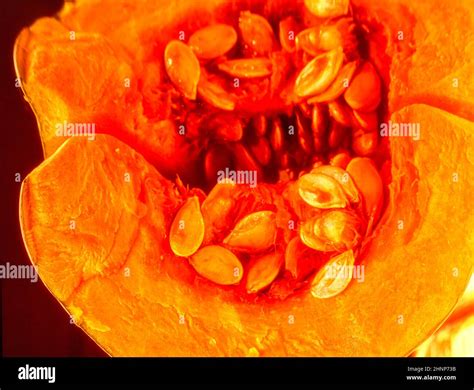 Macro food still life of Pumpkin slice, showing seeds, against a plain black background Stock ...