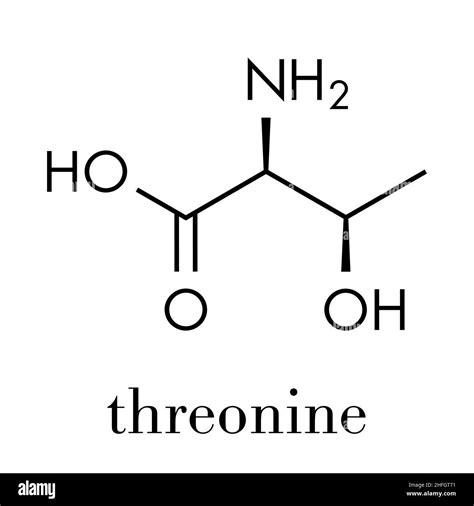 L threonine Stock Vector Images - Alamy