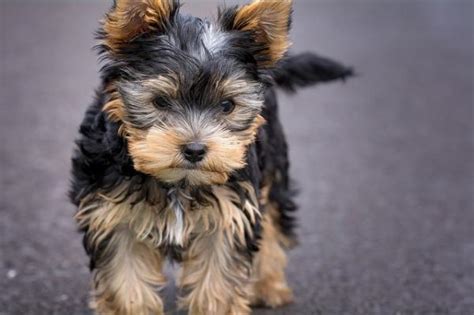 explique Senado Médico razas de perros miniatura de bolsillo entregar pila demandante