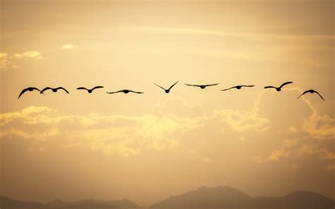 Canadian geese flying off into sunset x - Photorator