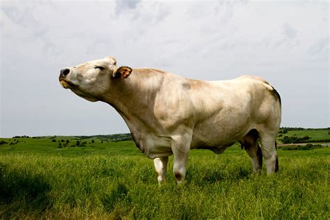 Why Certified Piedmontese Beef Costs More