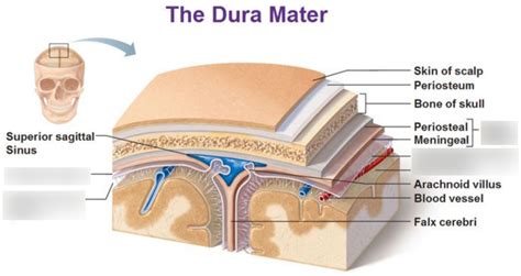 Dura Mater Diagram | Quizlet