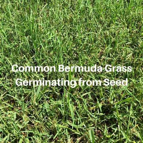 How Long Does It Take Bermuda Grass to Germinate - Houston Grass South ...