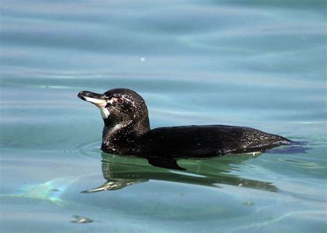 Galapagos Penguins Adaptations: Warm Water Penguins? | Latin Roots Travel