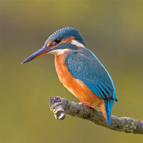 File:Common Kingfisher Alcedo atthis.jpg - Wikipedia