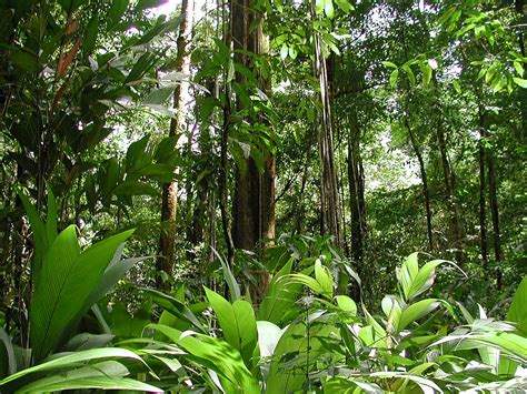 tropical rainforest climate facts : Biological Science Picture Directory – Pulpbits.net