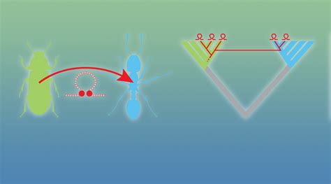 Horizontal Transfer of Transposable Elements - Advanced Science News