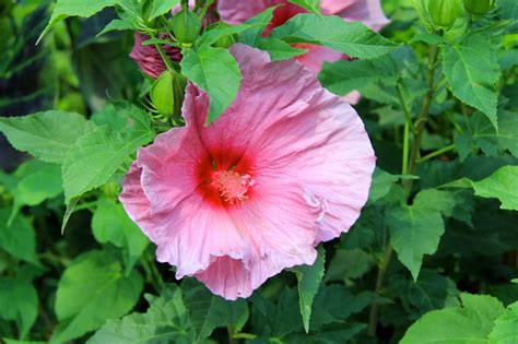 Tropical Gardening in New York City!: You NEED Hardy Hibiscus to add ...