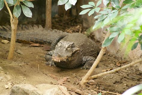 Close-Up Shot of an Alligator · Free Stock Photo