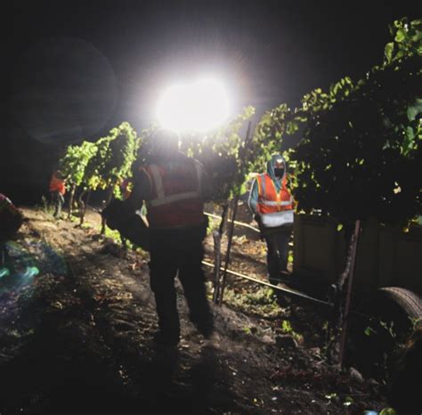 Night harvest in Napa Valley! | Harvest Napa Valley