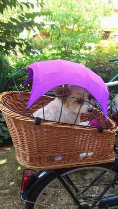 Bike basket for dogs. Found image on fbook page Chio & Co. – More at http://www.GlobeTransformer ...