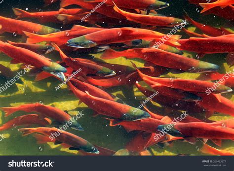 Spawning Kokanee Salmon, Utah, Usa. Stock Photo 269433677 : Shutterstock