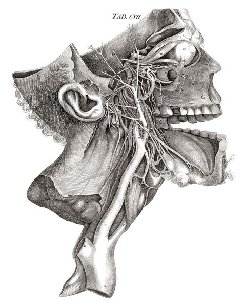 planche anatomique | Planche anatomique, Anatomie humaine, Art à thème anatomie