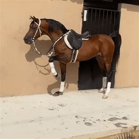 Horse Gif - IceGif