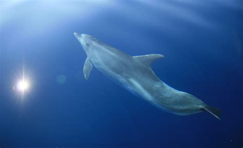 Cetaceans | Blue World Institute