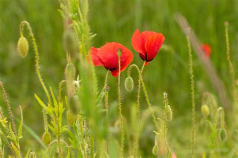 Sea of Poppies by Amitav Ghosh - big, bold and baggy : BookerTalk