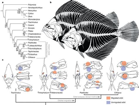 Figure 2 : The evolutionary origin of flatfish asymmetry | Nature journal, Metamorphosis, Under ...