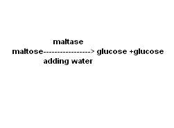 ENZYMES