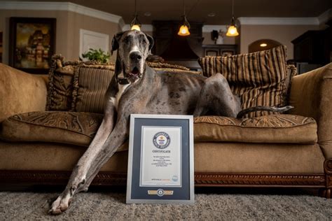 Zeus the Great Dane Is Officially the World’s Tallest Living Dog in the ...