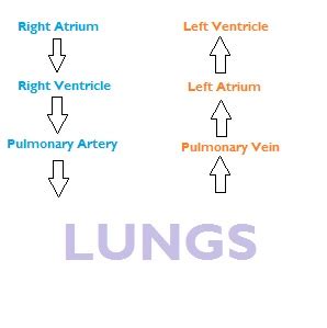 Pulmonary Circulation Flow Chart