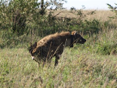 Bacteria Control Hyena Communication | Live Science