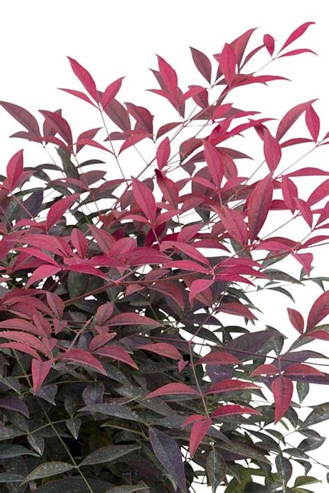 Flirt™ Nandina - Southern Living Plants