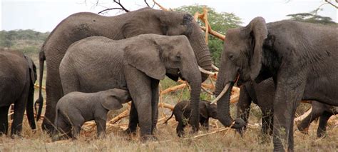 Serengeti National Park safaris, tours & holiday packages | Discover Africa Safaris