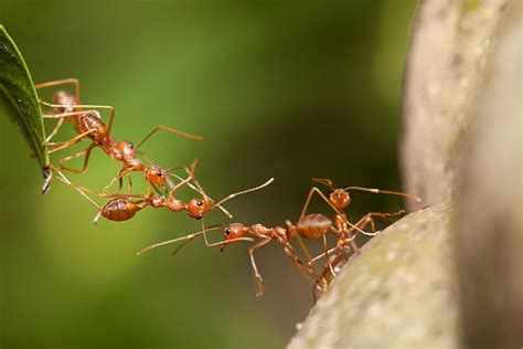 Ants Working Together Stock Photos, Pictures & Royalty-Free Images - iStock