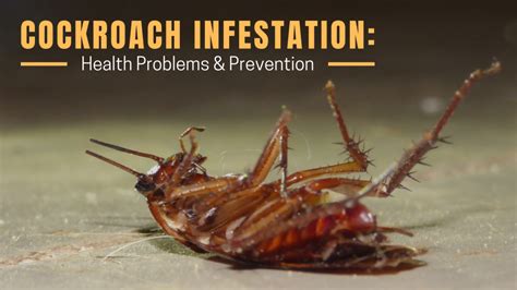 Cockroach Infestation: Health Problems And Prevention