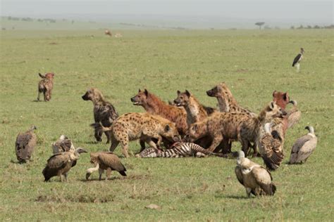 540+ Hyenas Eating Stock Photos, Pictures & Royalty-Free Images - iStock