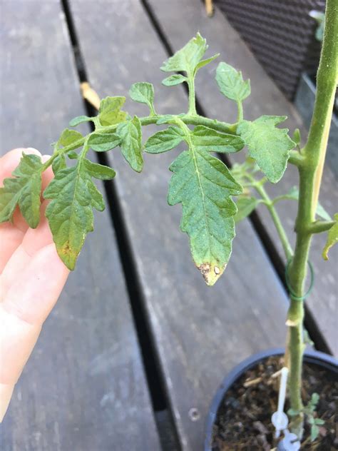 Tomato Plant Has Brown Spots On Leaves - the hobby