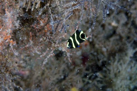 IMG_9226wb French Angelfish Juvenile (Pomacanthus paru) | Flickr