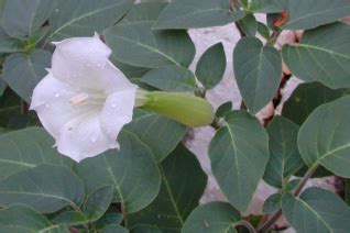 Datura - Xera Plants