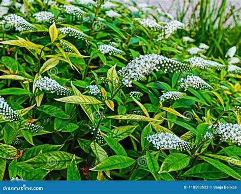 Lysimachia Clethroides Flowers Blooming in Summer Stock Image - Image of cluster, brush: 118583523