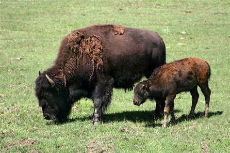 Bison Calf - Animal Facts and Information