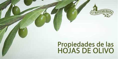 Propiedades de las Hojas de Olivo 🍃 | Fuente de Salud y Bienestar