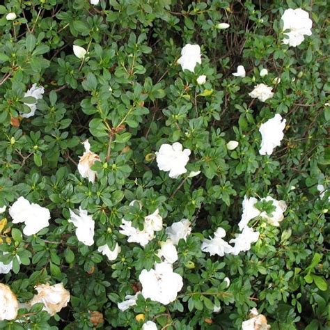 Hardy Gardenia Azalea | Dazzling Double White Flowers — PlantingTree.com