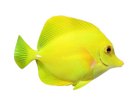 Surgeonfish & Tangs - Hobbyist & Retailers | Piscine Energetics