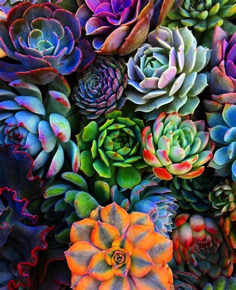 Pin by Jaidon LaFerney on Succulents | Succulents, Plants, Colorful ...